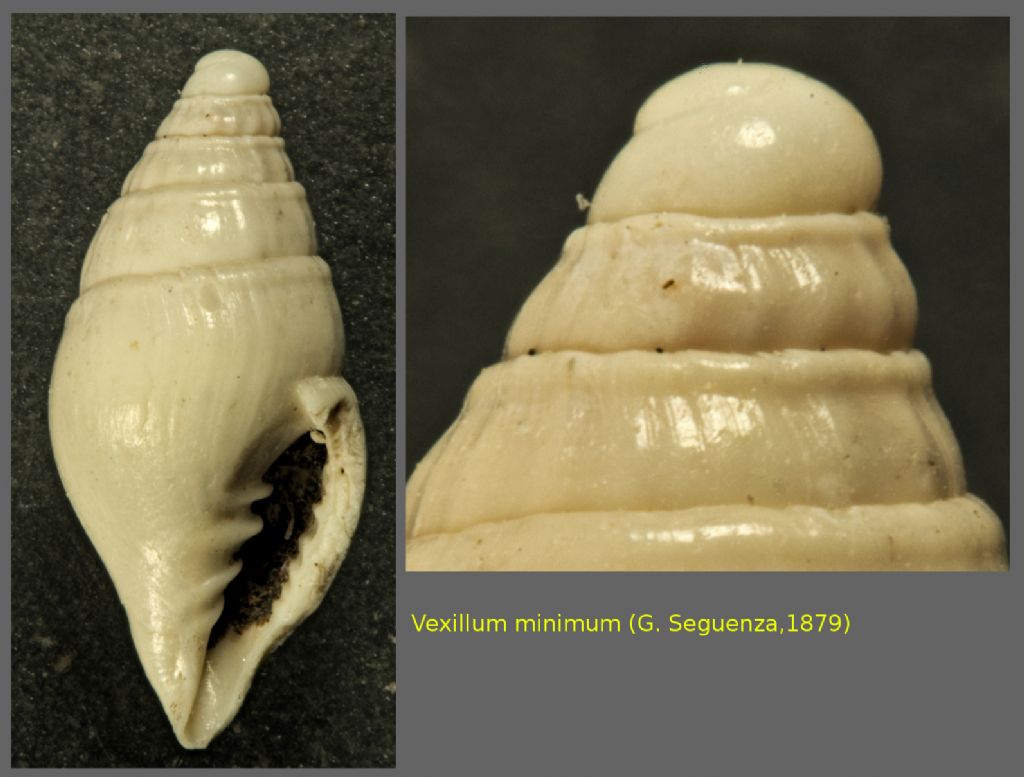 Mitra minima G. Seguenza